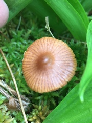 Galerina paludosa