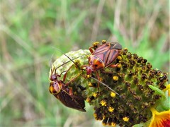 Calocoris barberi