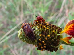 Calocoris barberi