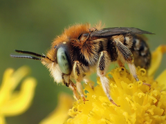 Anthidium punctatum