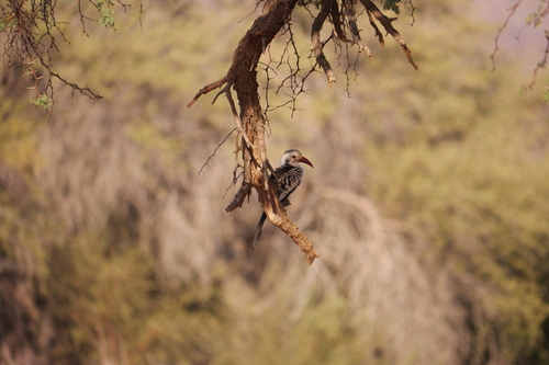 Damara Red-billed Hornbill (Tockus damarensis), photo 9