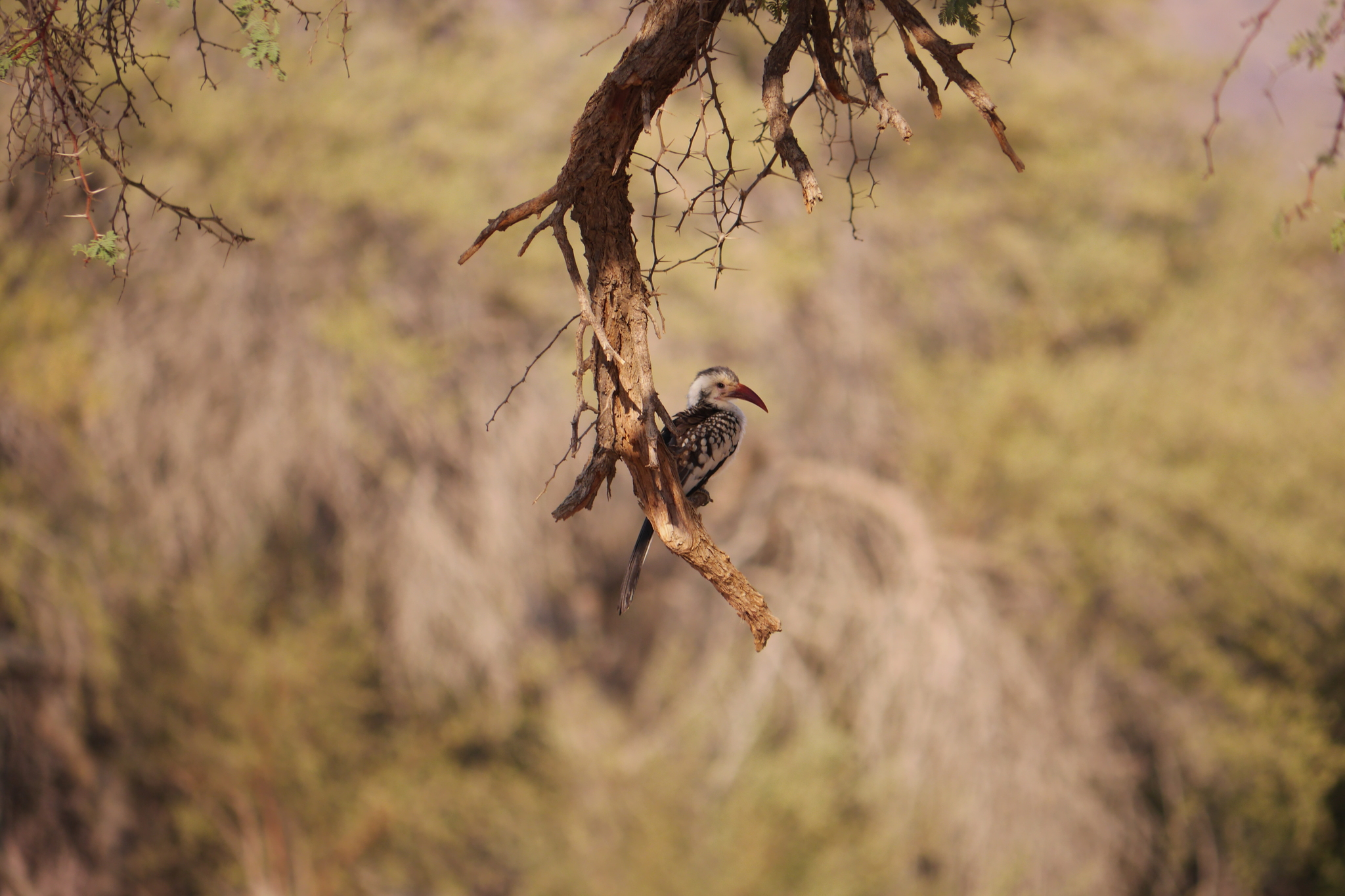 Damara Red-billed Hornbill (Tockus damarensis), photo 9