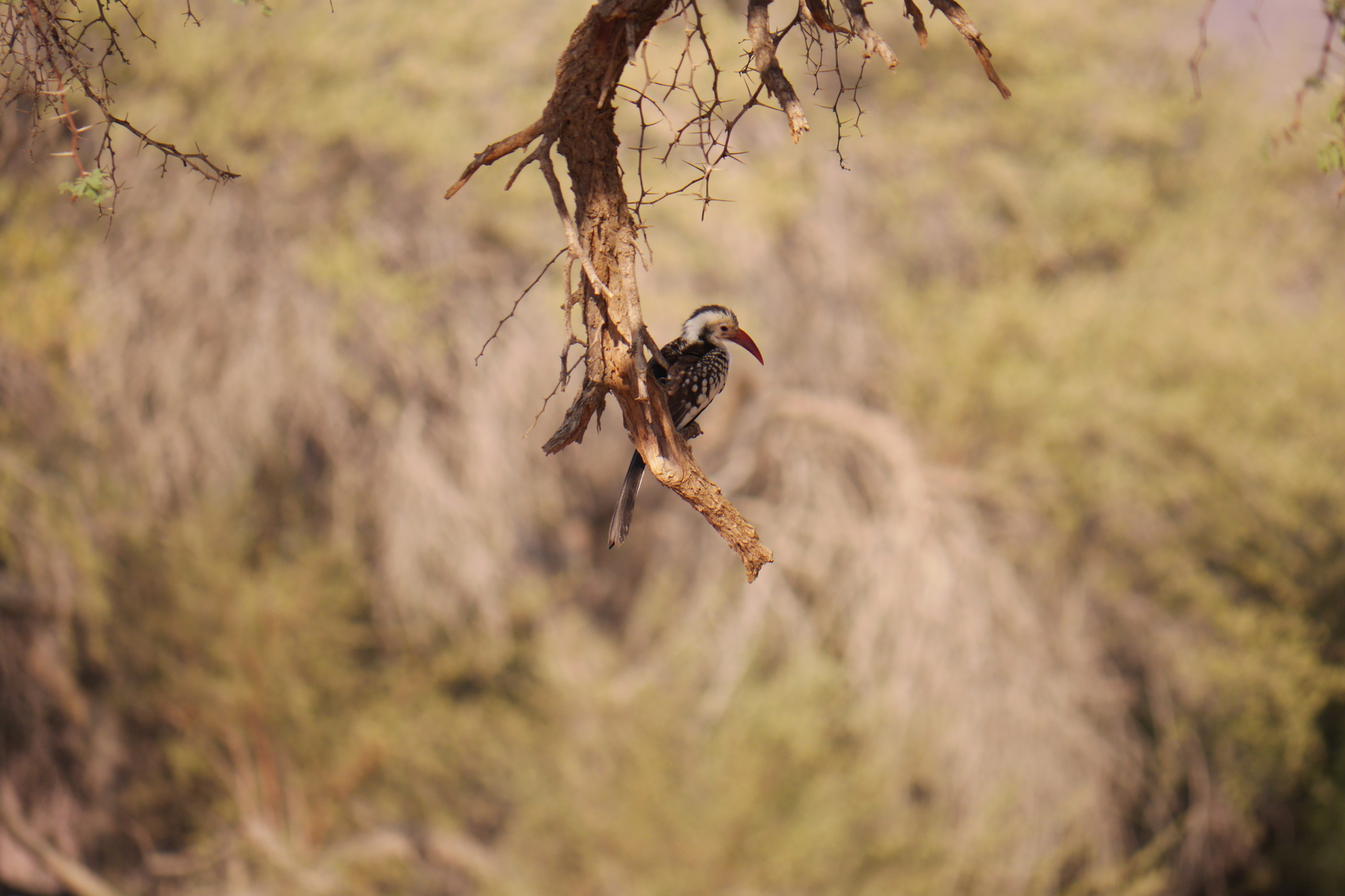 Damara Red-billed Hornbill (Tockus damarensis), photo 10