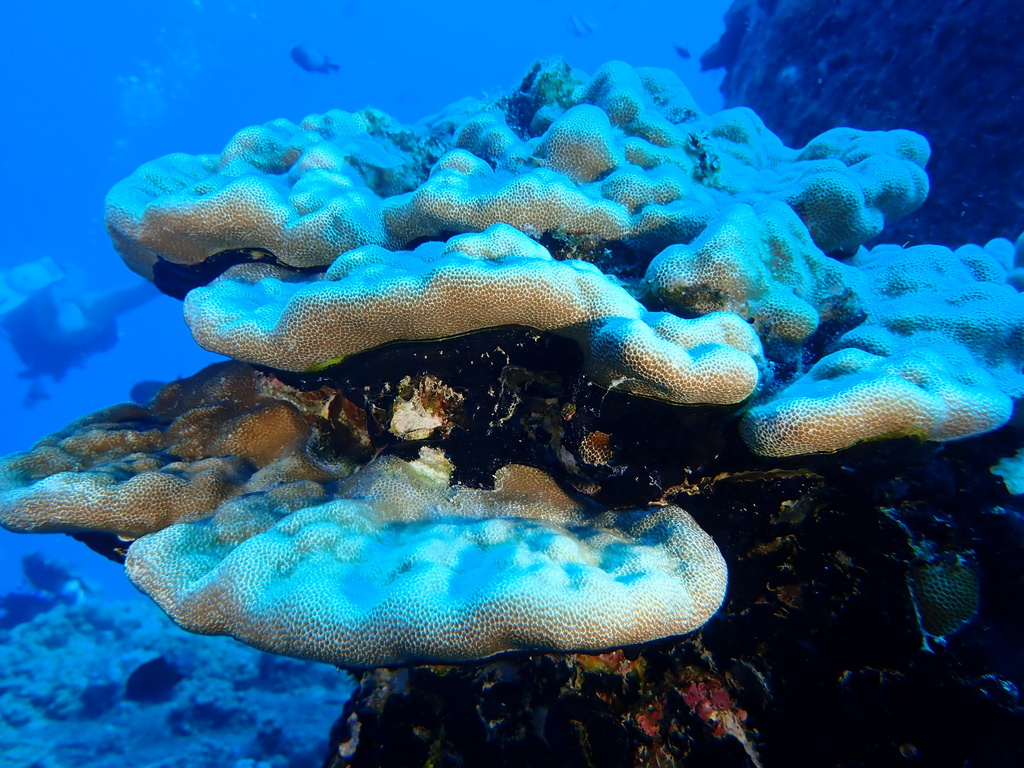 Lobe coral