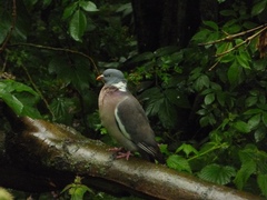 Columba palumbus