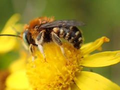 Anthidium punctatum