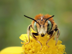 Anthidium punctatum