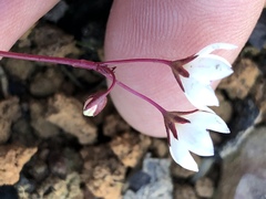 Crassula capensis capensis