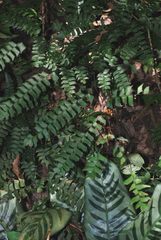 Adiantum trapeziforme