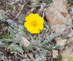 Potentilla pamirica