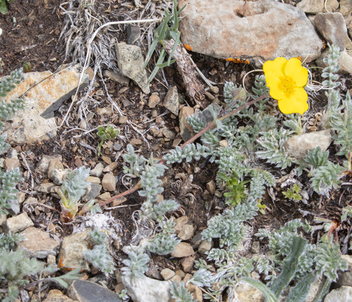 Potentilla pamirica, photograph 1