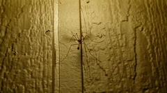 Insecta