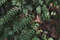 Adiantum trapeziforme