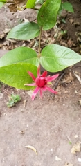 Calycanthaceae