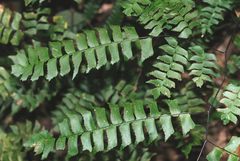 Adiantum trapeziforme