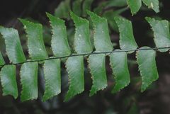 Adiantum trapeziforme