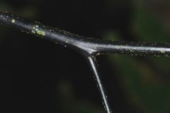 Adiantum trapeziforme