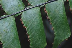 Adiantum trapeziforme
