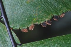 Adiantum trapeziforme