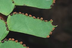 Adiantum trapeziforme