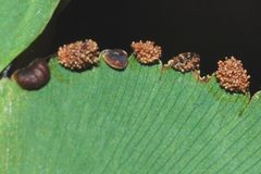 Adiantum trapeziforme