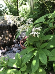 Rodgersia aesculifolia