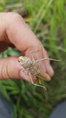 Pardalophora apiculata