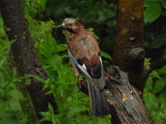 Garrulus glandarius