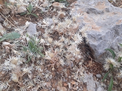 Chardinia orientalis