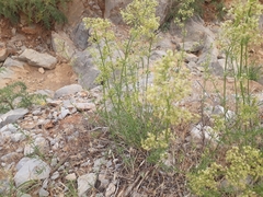 Galium libanoticum