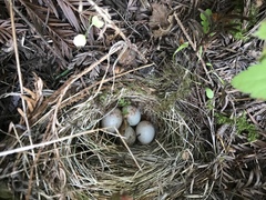 Empidonax difficilis