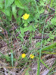 Hypericum anagalloides
