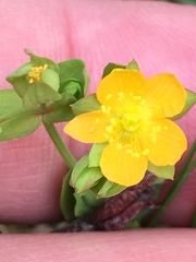 Hypericum anagalloides