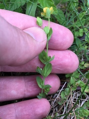 Hypericum anagalloides
