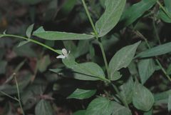 Carlowrightia