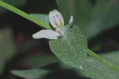 Carlowrightia