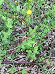Hypericum anagalloides