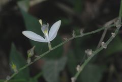 Carlowrightia