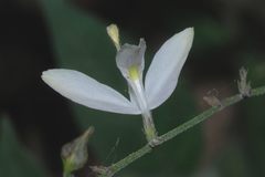 Carlowrightia