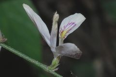 Carlowrightia