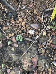 Crassula capensis capensis