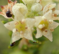 Phylica axillaris axillaris