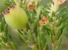 Phylica axillaris axillaris