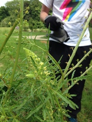 Reseda lutea