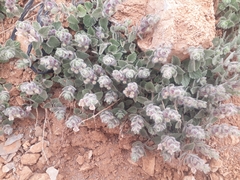 Scutellaria utriculata