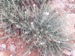Achillea falcata