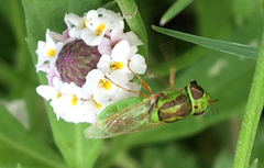 Hedriodiscus trivittatus