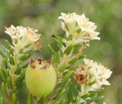 Phylica axillaris axillaris