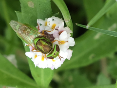 Hedriodiscus trivittatus