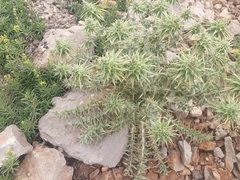 Cousinia hermonis